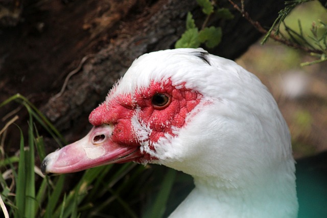 仅书写了属 仅书写了属